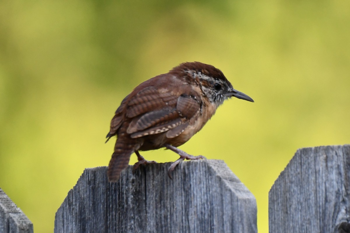 Carolina Wren - ML623414930