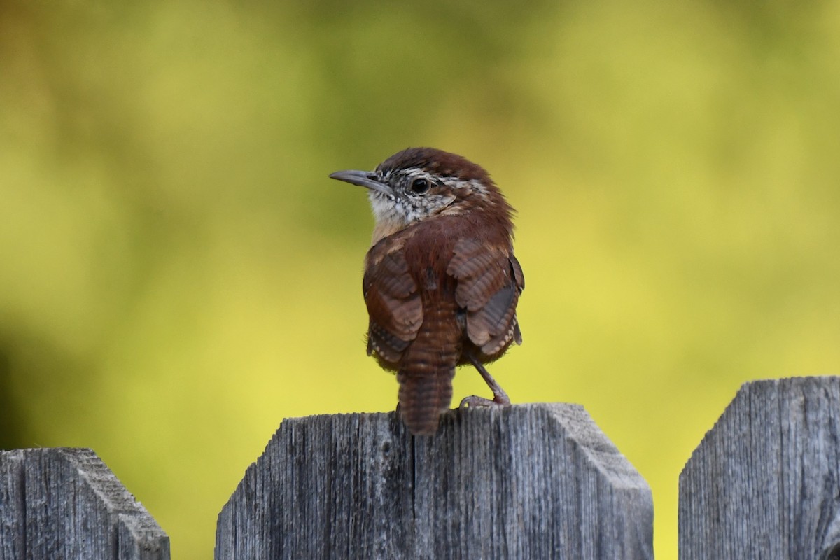 Carolina Wren - ML623414931