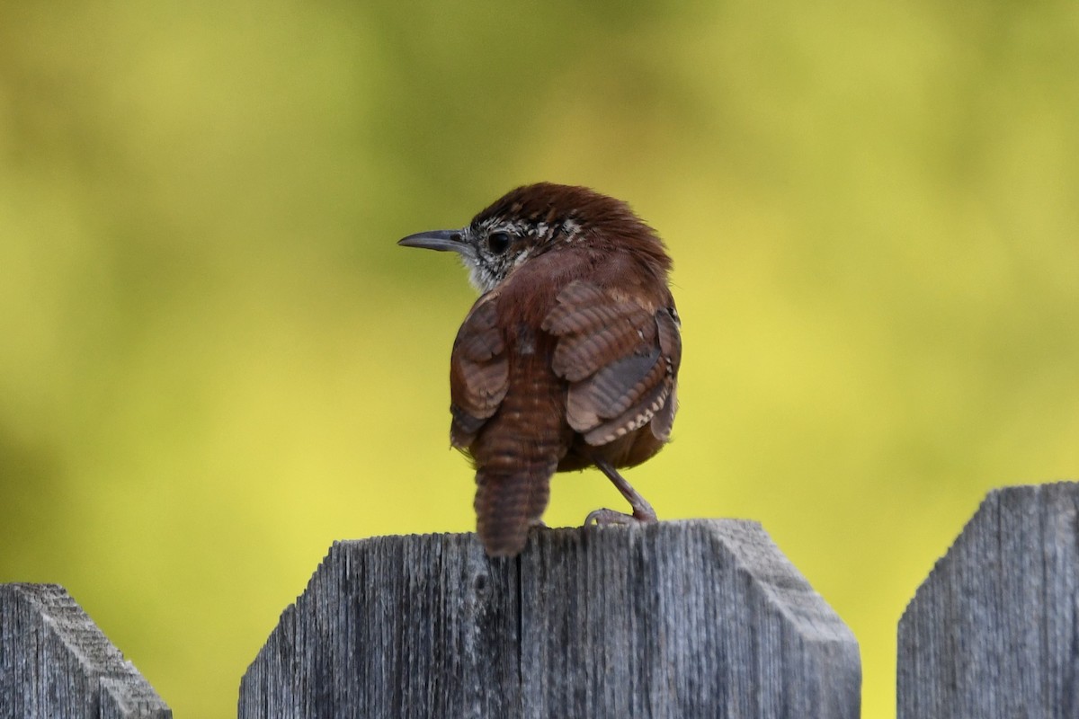 Carolina Wren - ML623414932