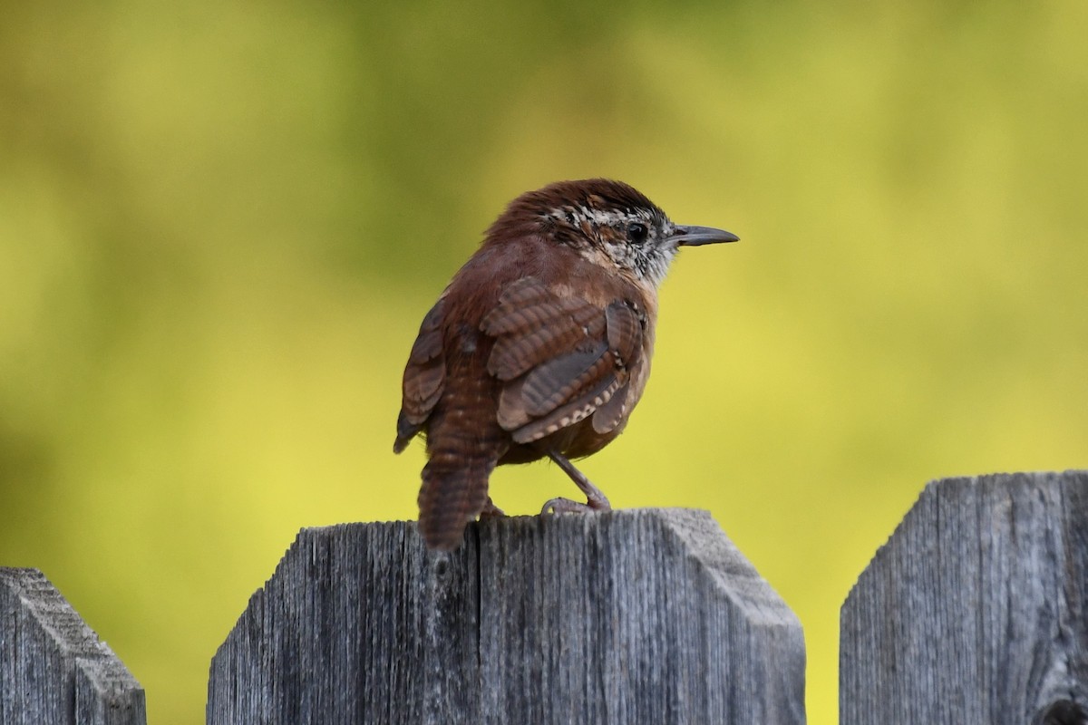 Carolina Wren - ML623414933