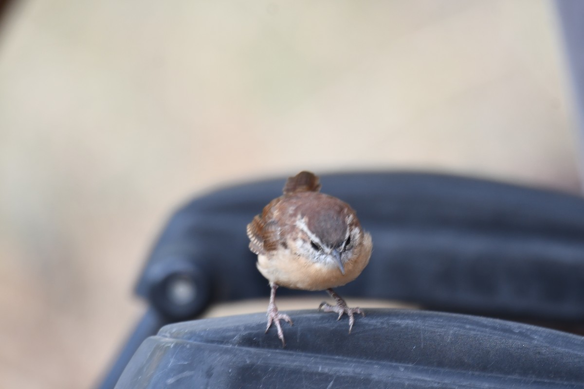 Carolina Wren - ML623414934