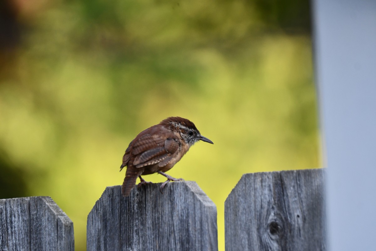 Carolina Wren - ML623414935