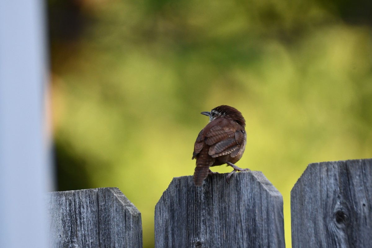 Carolina Wren - ML623414936