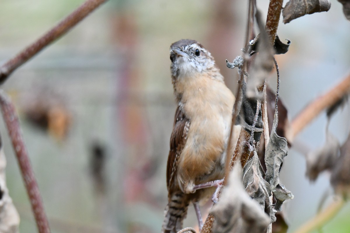 Carolina Wren - ML623414937