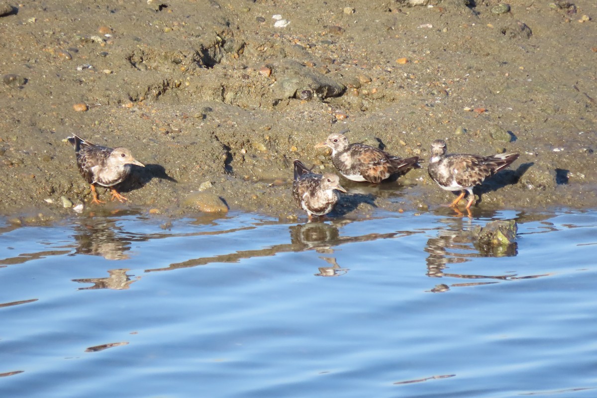 Ruddy Turnstone - ML623414969