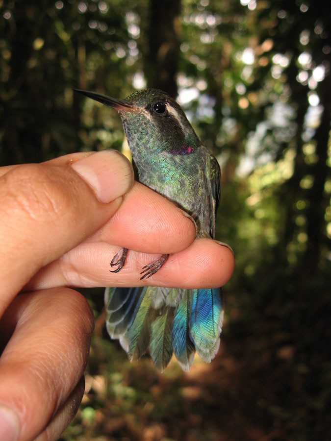 Colibrí Picocuña Oriental - ML623414998