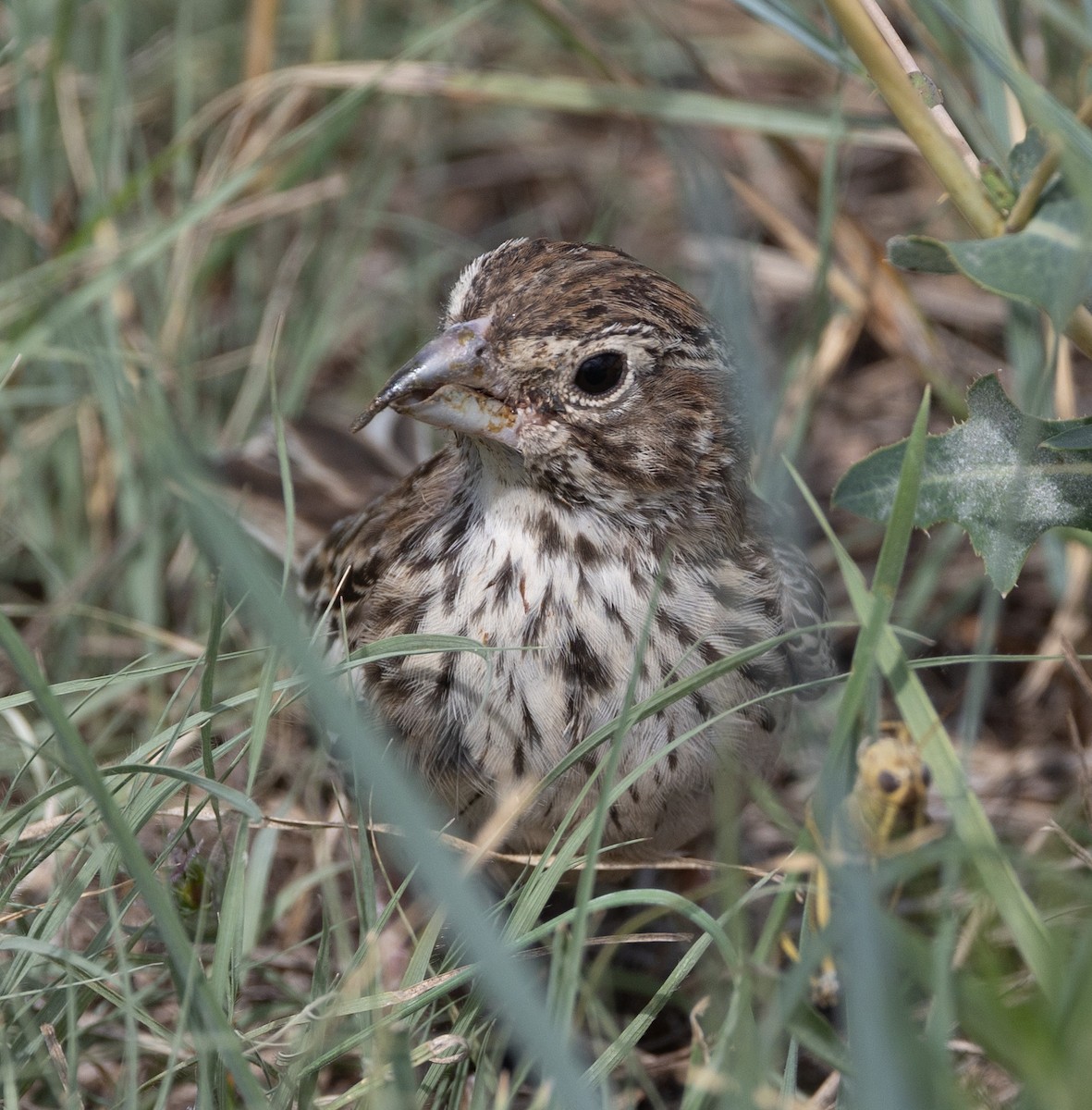 Lark Bunting - ML623415078
