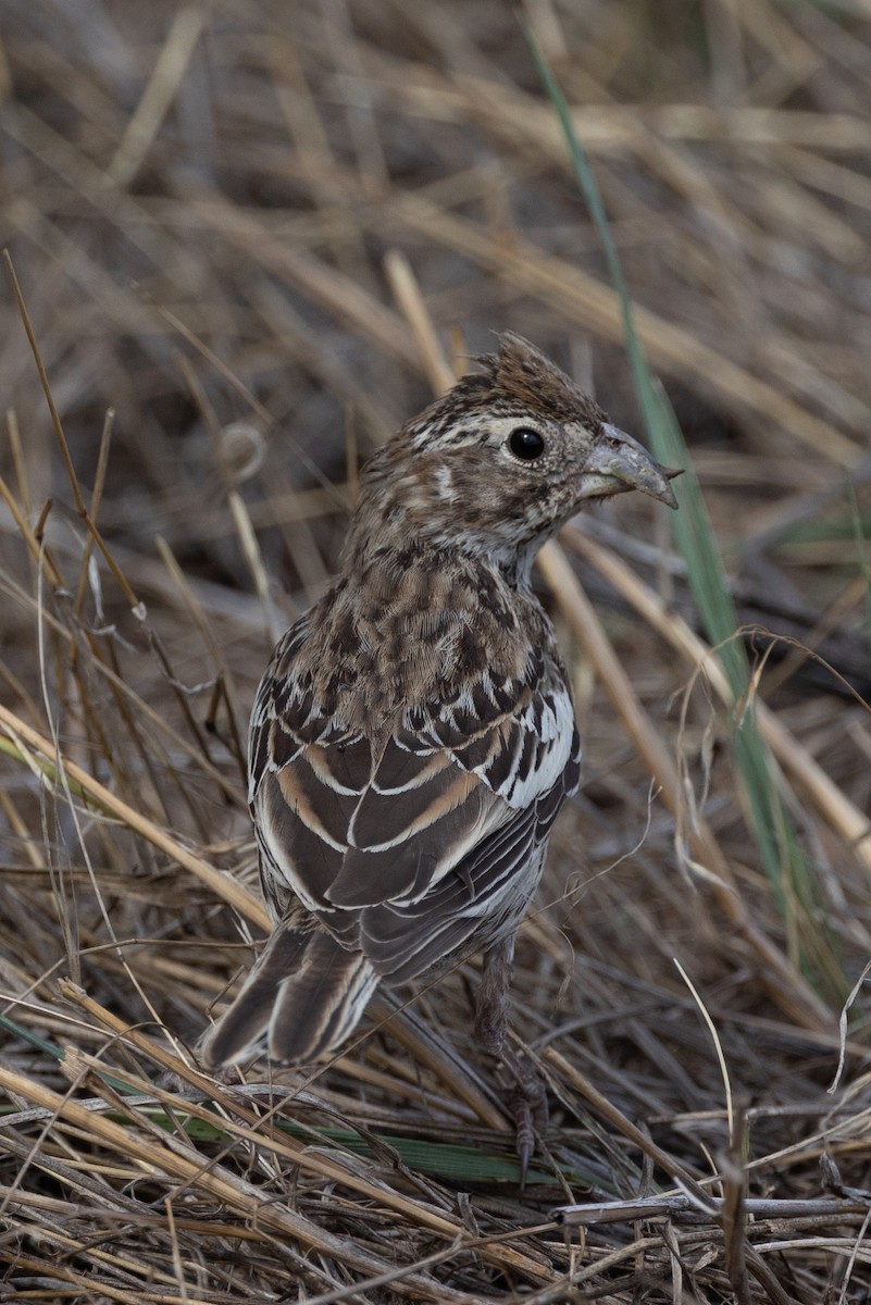 Lark Bunting - ML623415079