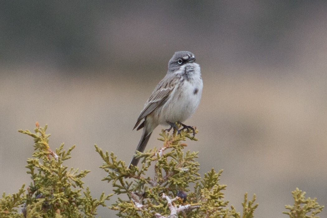 Sagebrush Sparrow - ML62341511