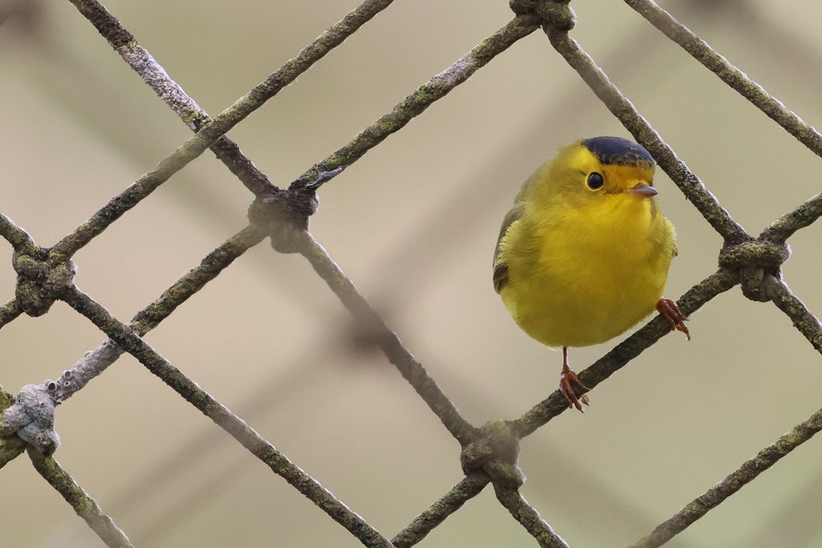 Wilson's Warbler - ML623415197