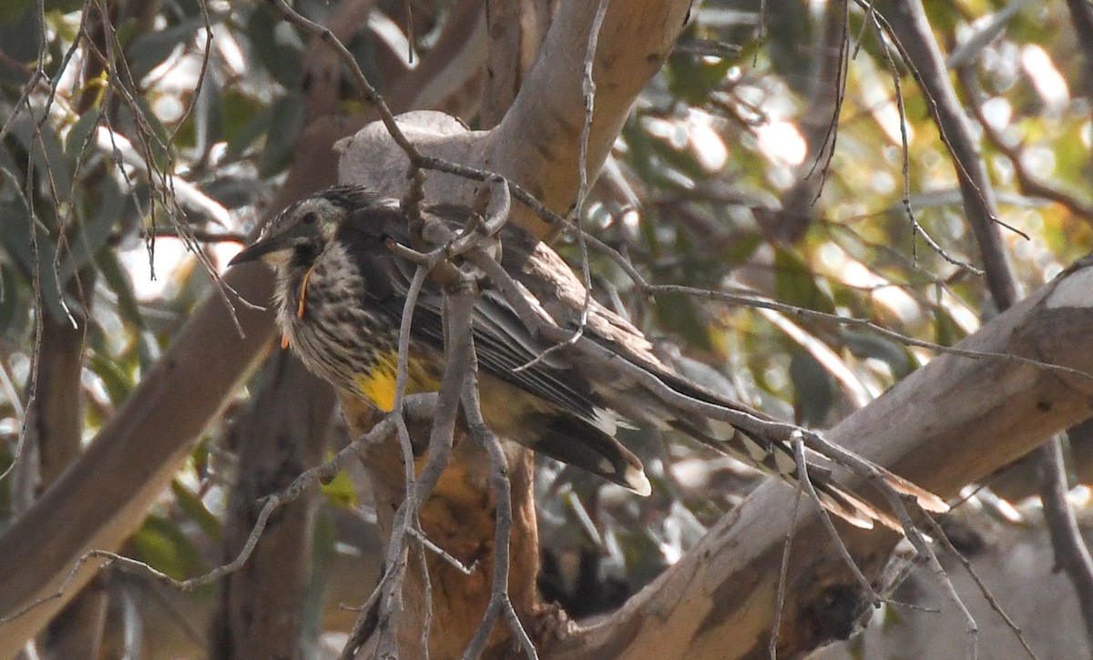 Yellow Wattlebird - ML623415232