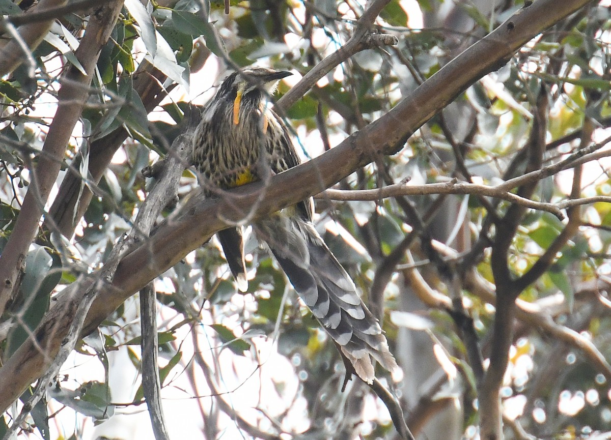 Yellow Wattlebird - Laurence Green