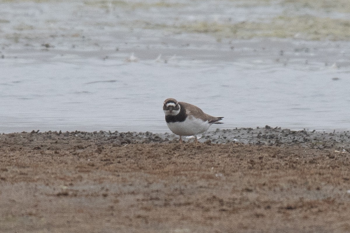 Common Ringed Plover - ML623415238