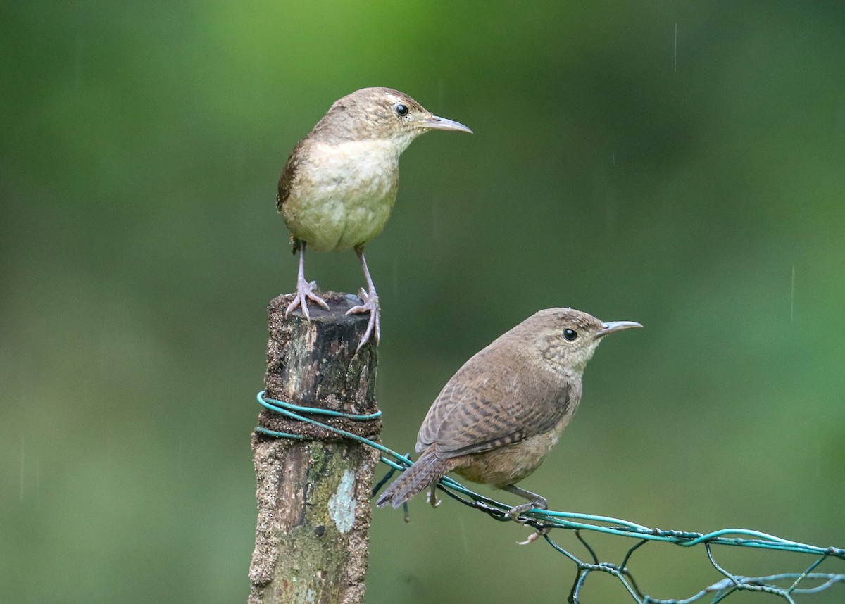 House Wren (Southern) - ML623415298