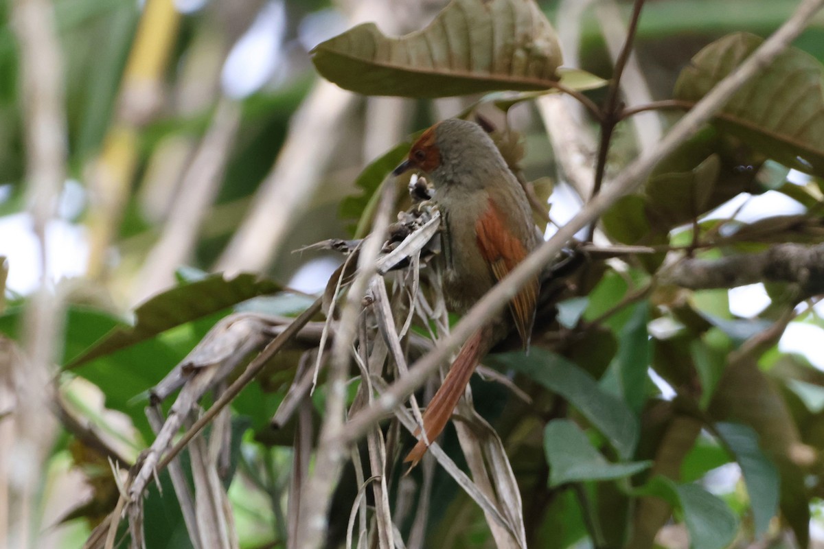 Red-faced Spinetail - ML623415305