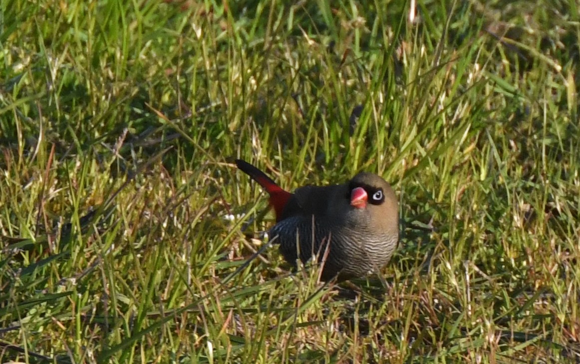 Beautiful Firetail - ML623415340