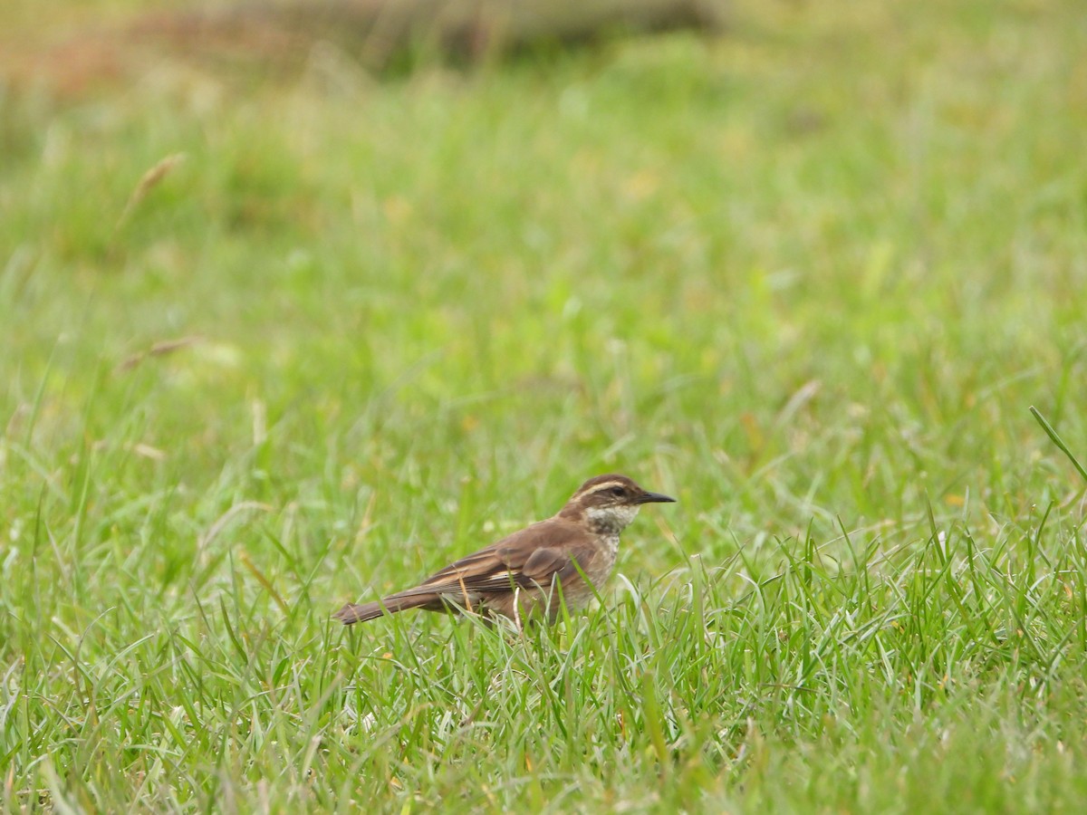 Chestnut-winged Cinclodes - Kay Zagst