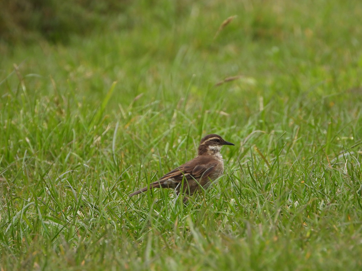 クリバネカワカマドドリ - ML623415346