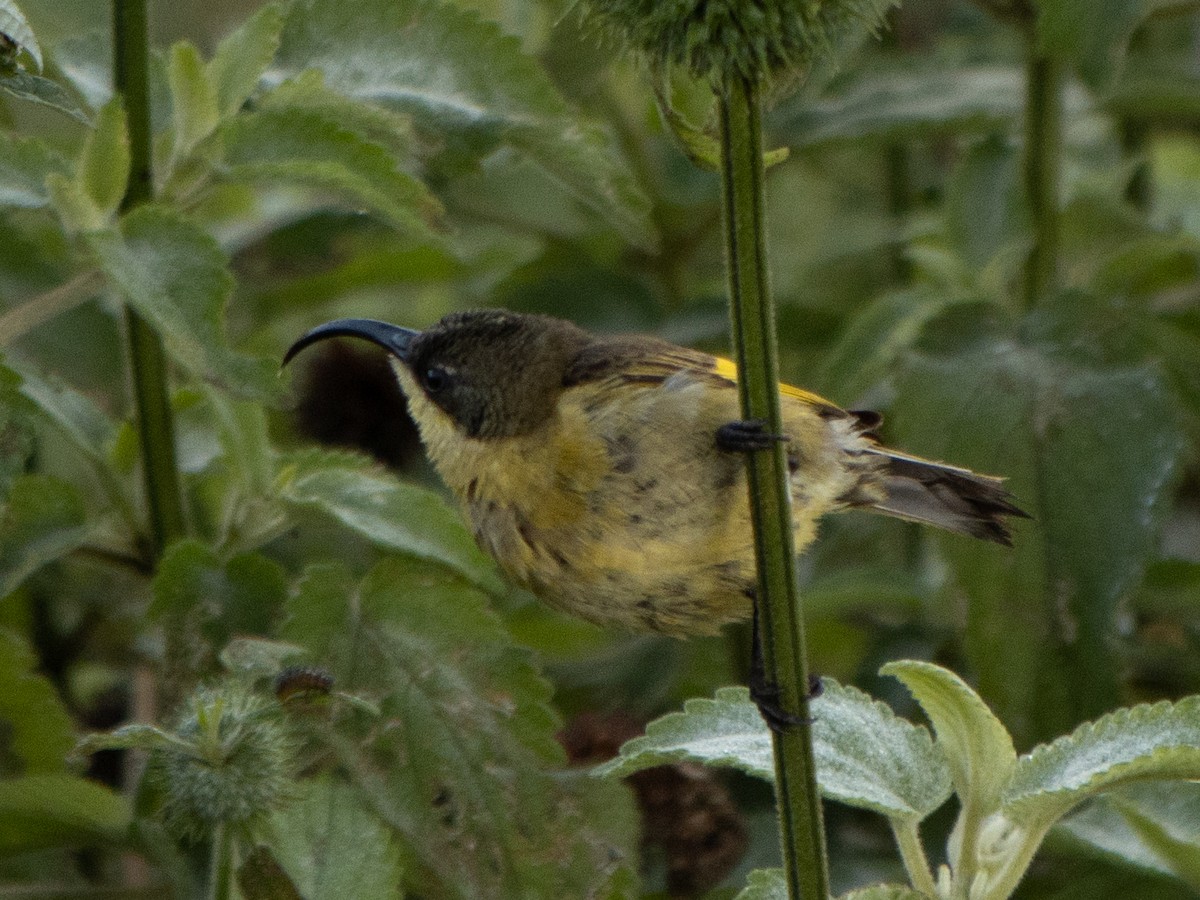 Golden-winged Sunbird - Rene sun