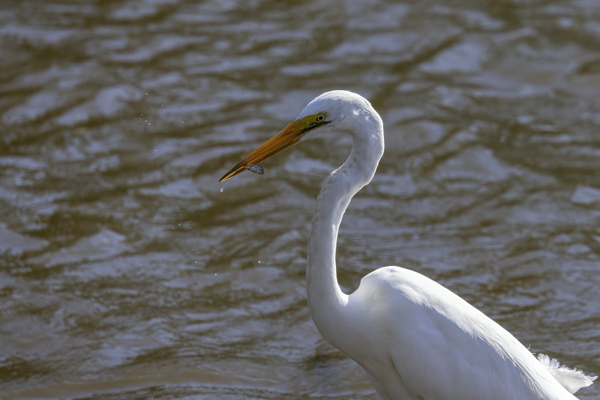 Great Egret - ML623415382