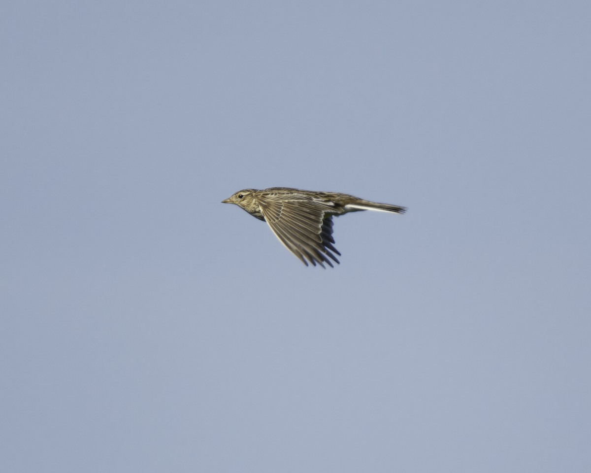 Eurasian Skylark - ML623415408