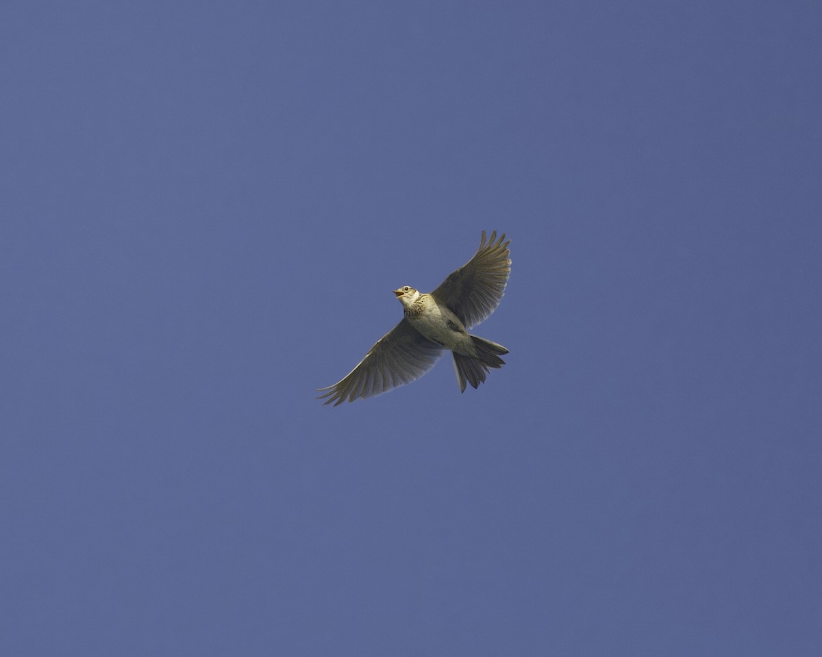 Eurasian Skylark - ML623415409