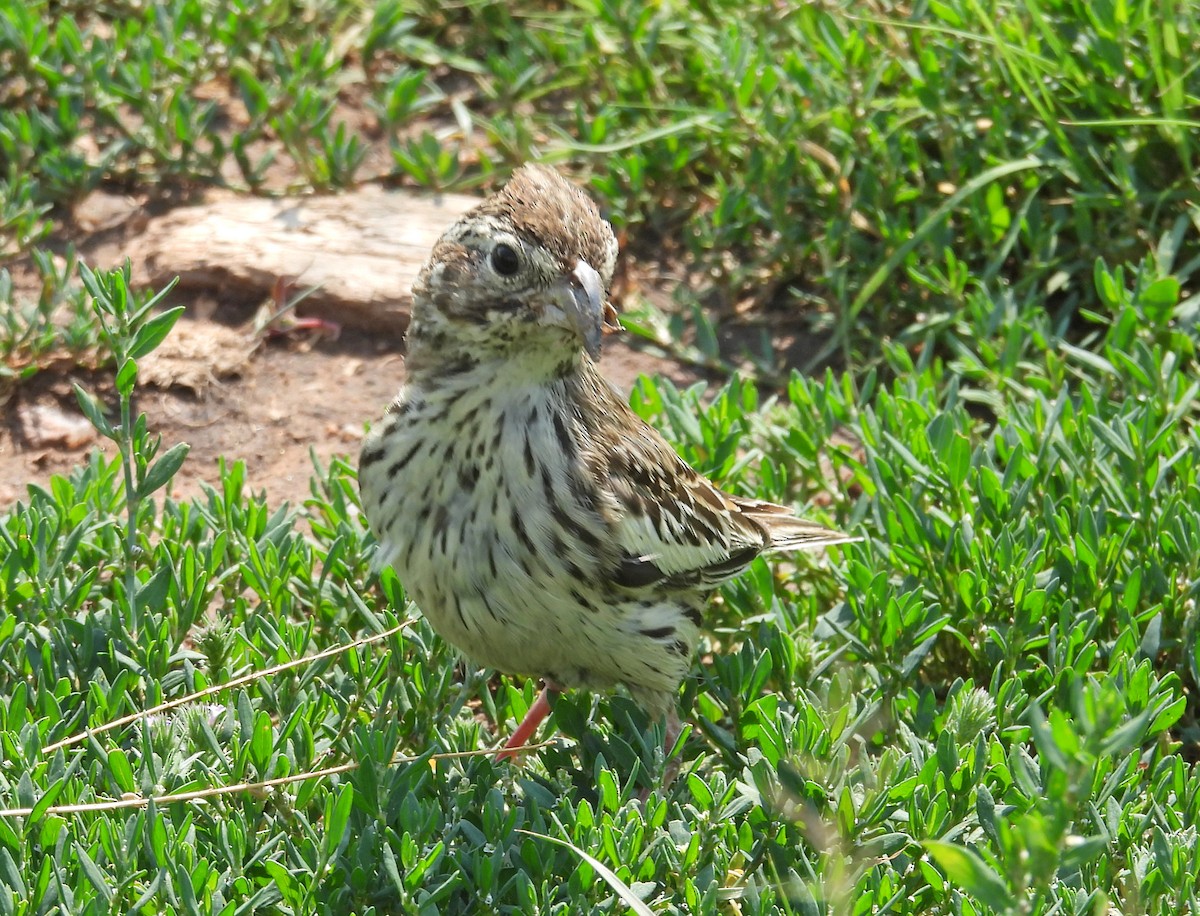 Lark Bunting - ML623415444