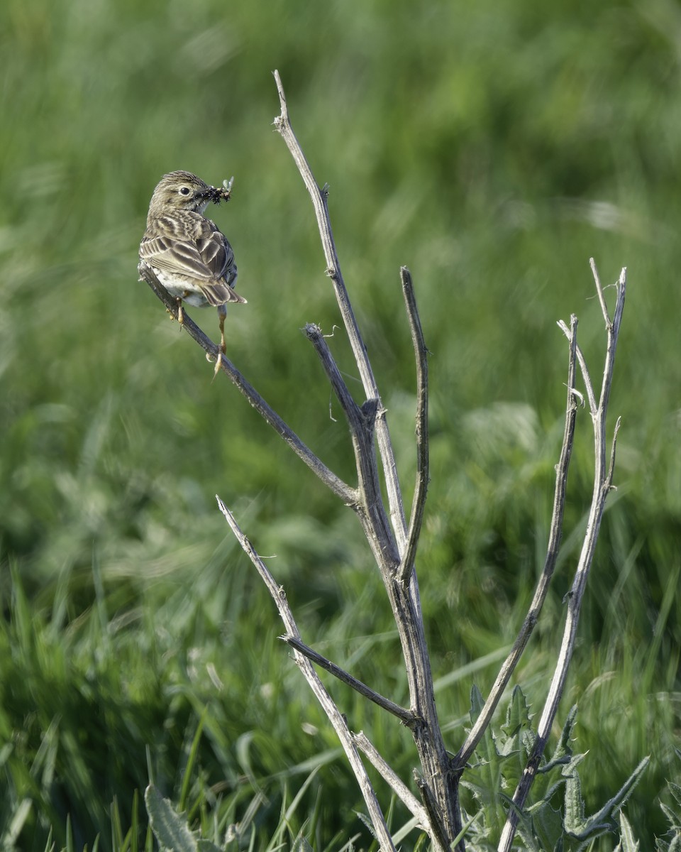 Eurasian Skylark - ML623415447