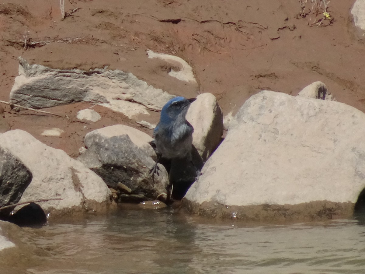 Woodhouse's Scrub-Jay - ML623415450