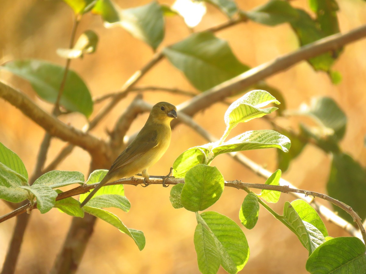 Yellow-bellied Seedeater - ML623415452