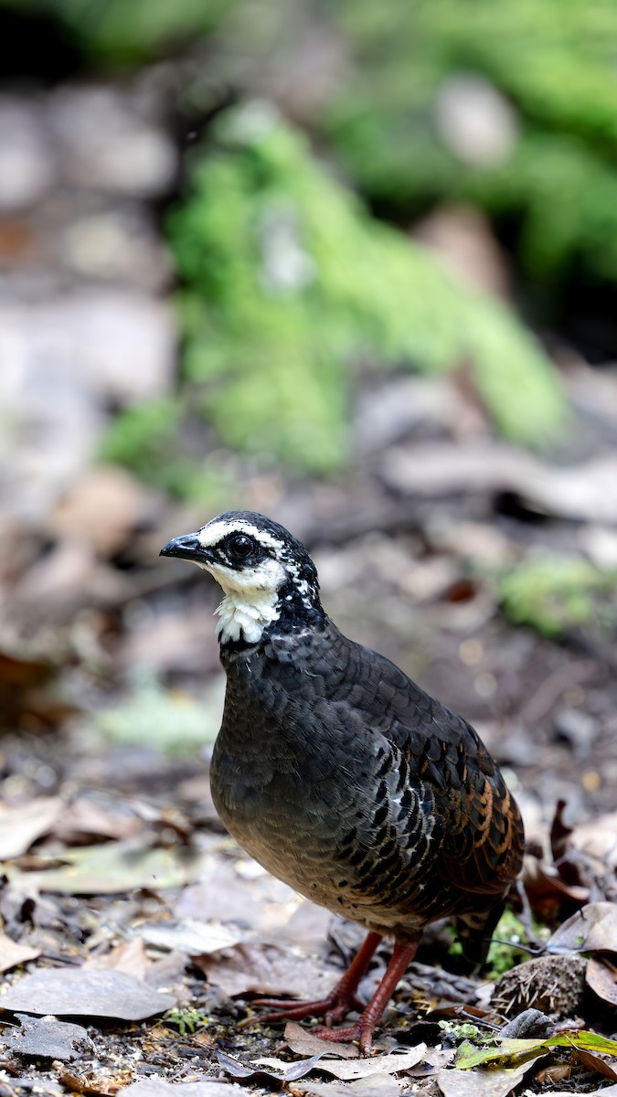 Gray-breasted Partridge - ML623415453