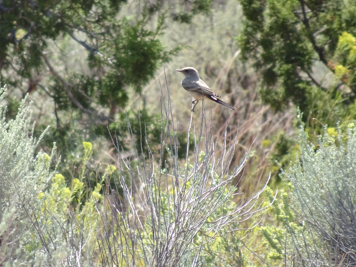 Say's Phoebe - ML623415455