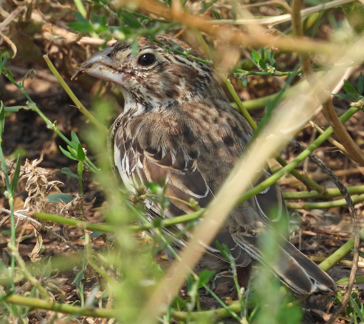 Lark Bunting - ML623415459