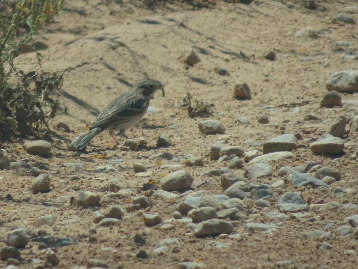 Vesper Sparrow - ML623415464