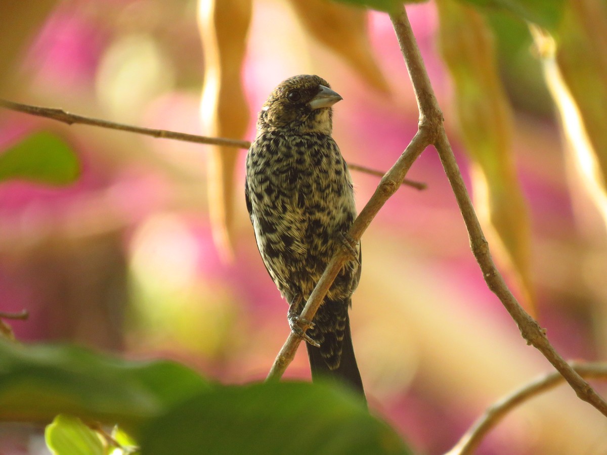 Blue-black Grassquit - ML623415467