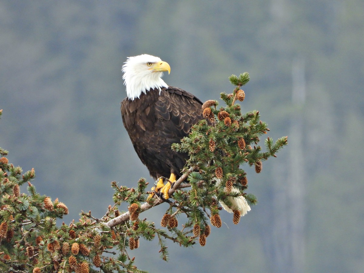 Bald Eagle - ML623415470