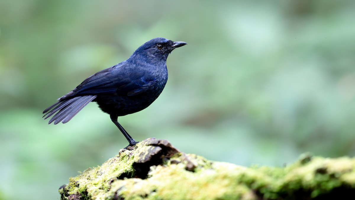 Javan Whistling-Thrush - ML623415471