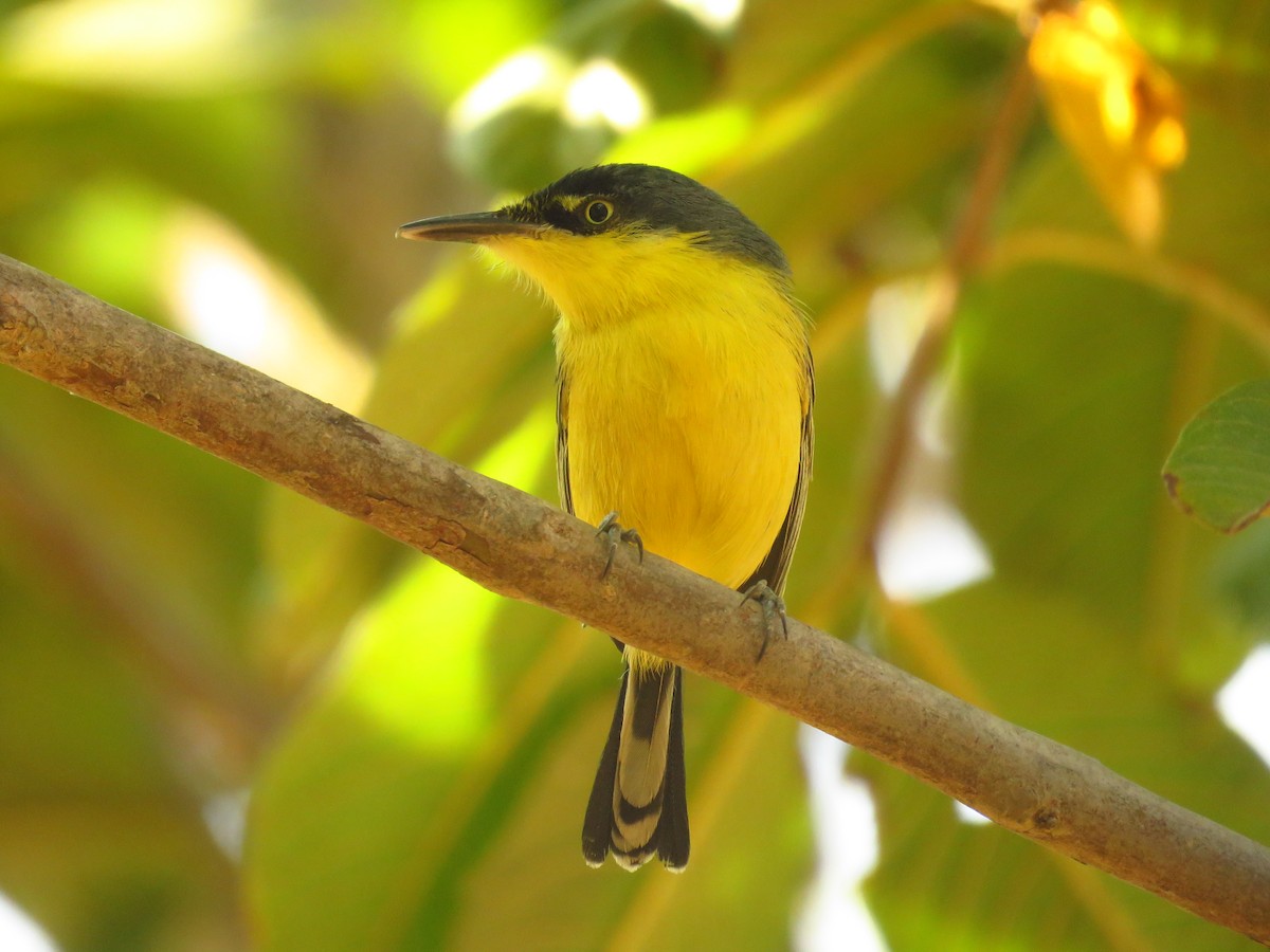 Common Tody-Flycatcher - ML623415498