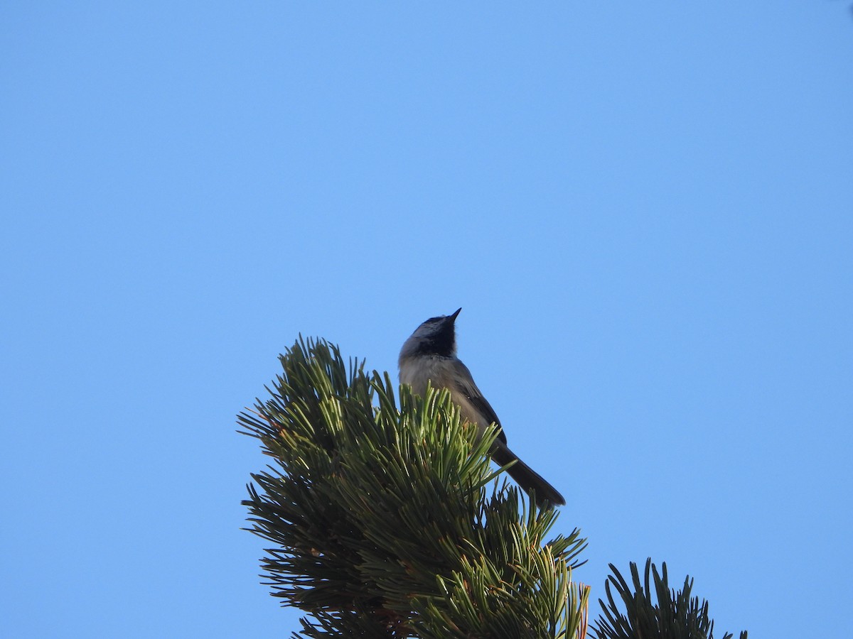 Mésange de Gambel - ML623415500