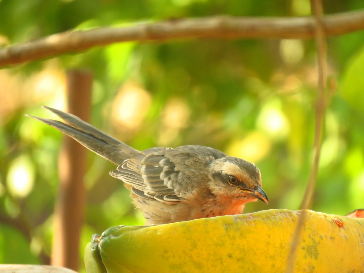 Chalk-browed Mockingbird - ML623415510