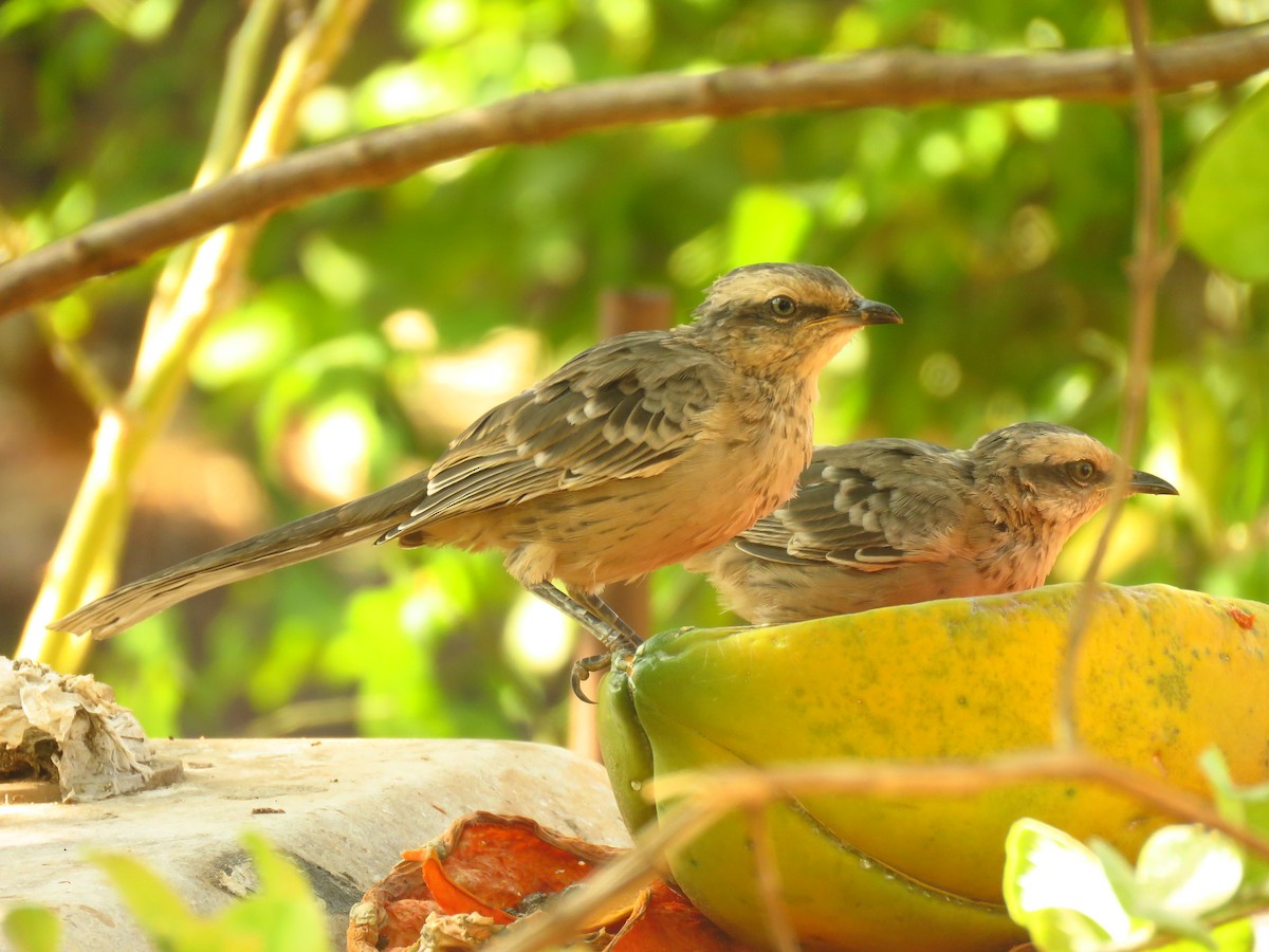 Chalk-browed Mockingbird - ML623415511