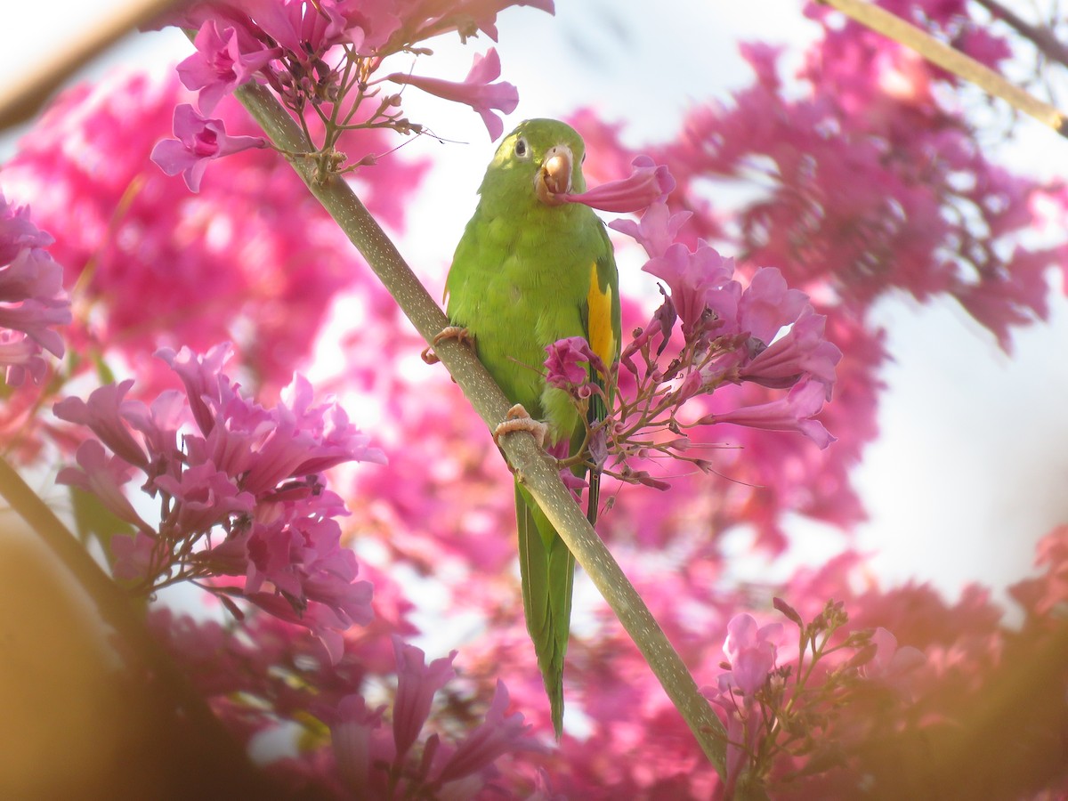 Yellow-chevroned Parakeet - ML623415534