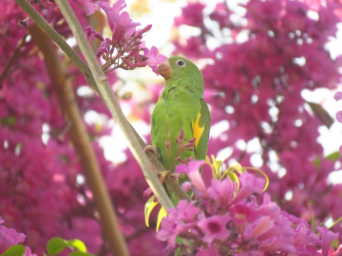 Yellow-chevroned Parakeet - ML623415535