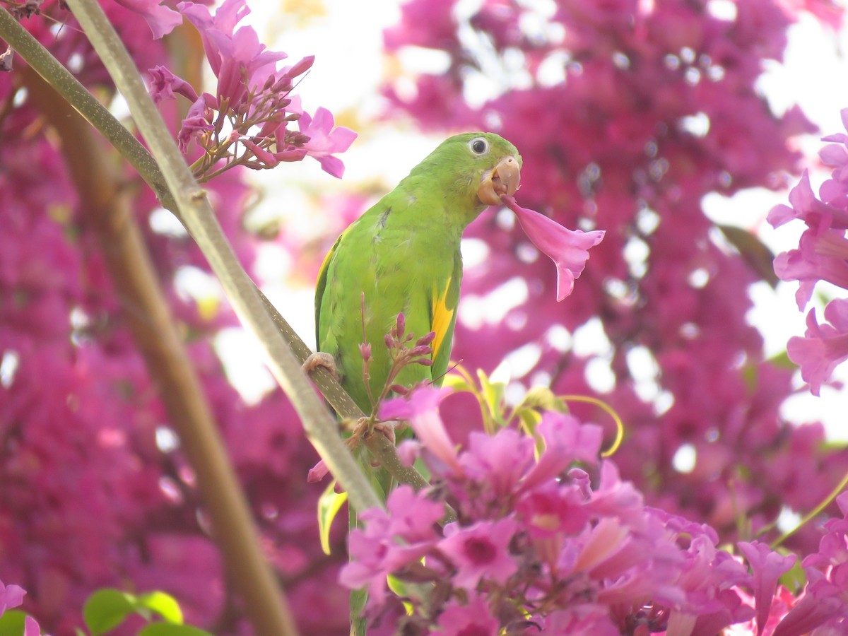 Yellow-chevroned Parakeet - ML623415536