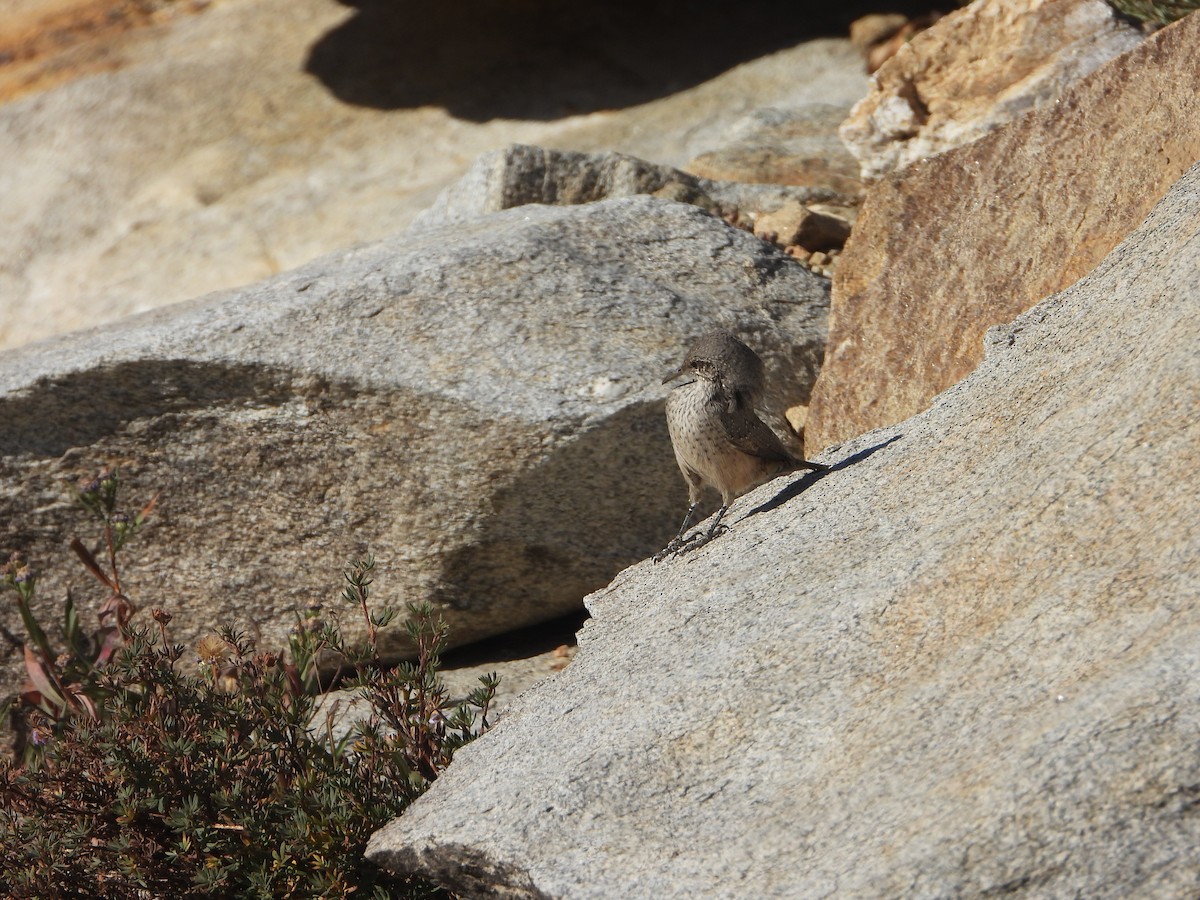 Troglodyte des rochers - ML623415537