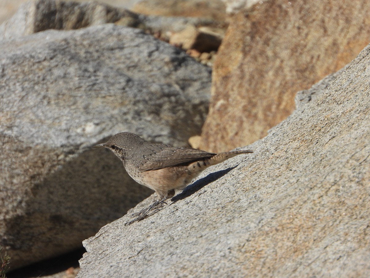 Troglodyte des rochers - ML623415538