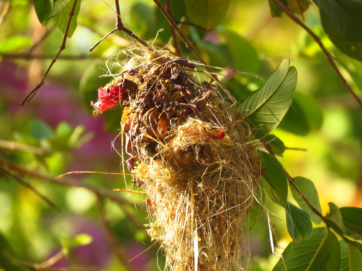 Common Tody-Flycatcher - ML623415544