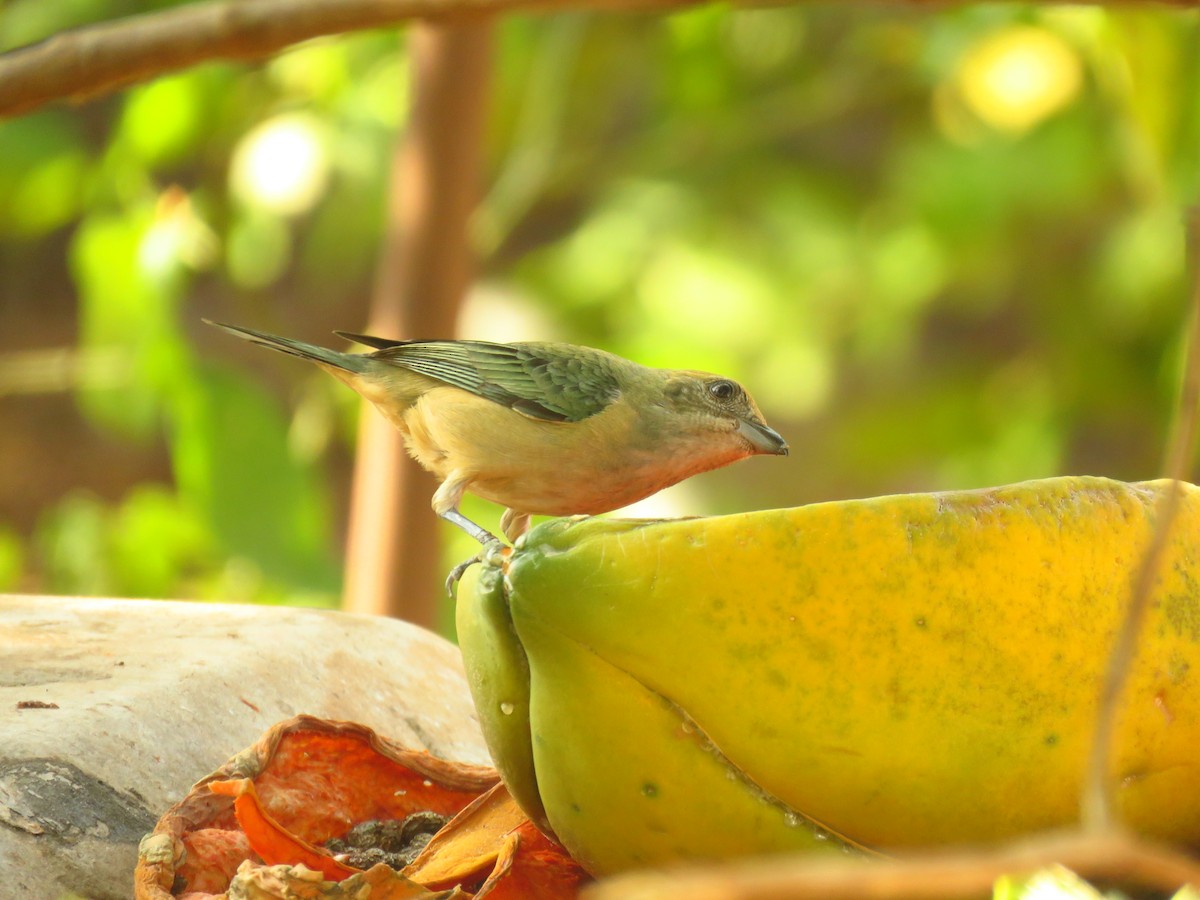 Burnished-buff Tanager - ML623415609