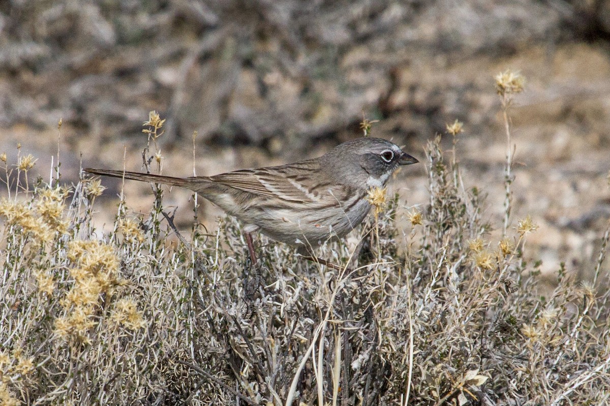 Bruant des armoises - ML62341561