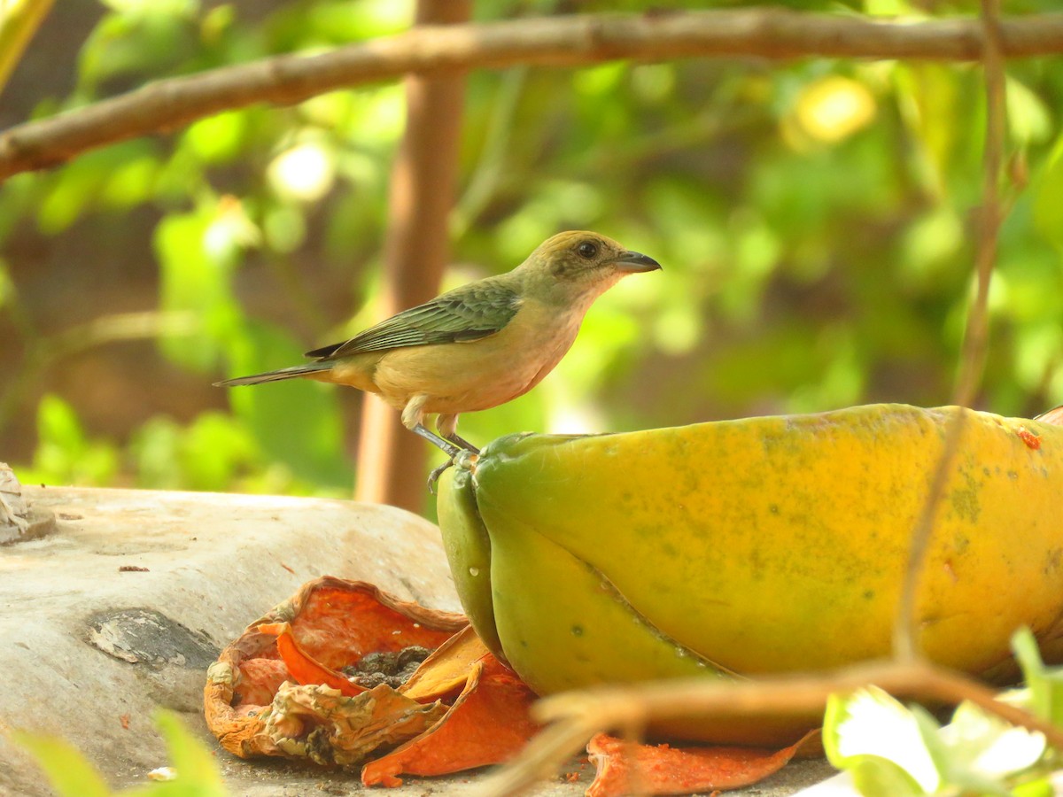 Burnished-buff Tanager - ML623415610